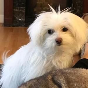 Meet your Posher, Joan